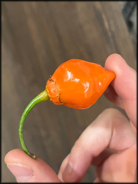 Dragon Heart, Orange, F3, 10+ Seeds