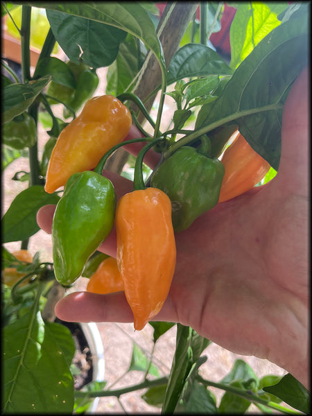 Heatless Peach Habanero, 20+ Seeds
