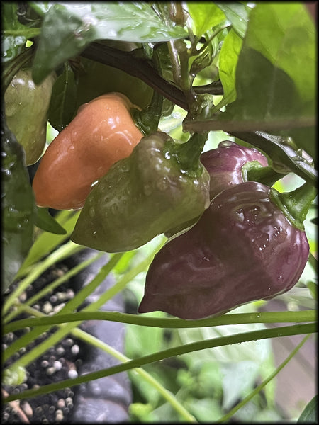 Nagini, F3, 10+ Seeds