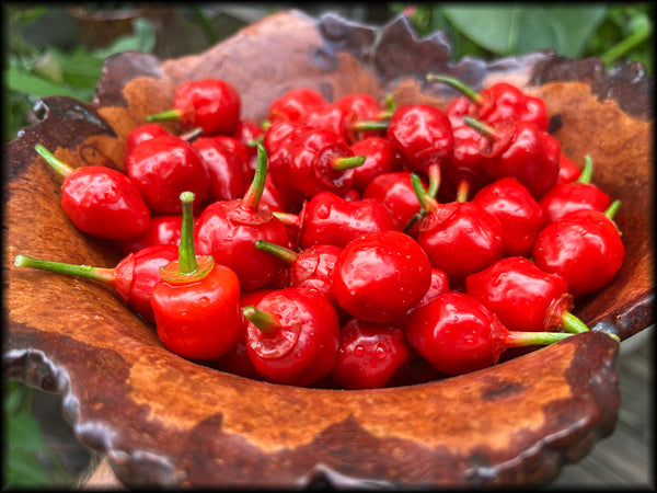 Dragon Heart, Red, F3, 20+ Seeds