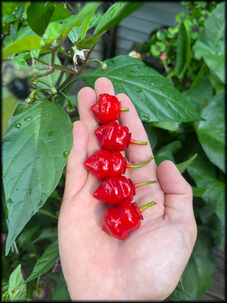 Dragon Heart, Red, F3, 20+ Seeds
