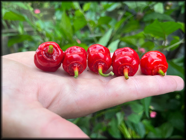 Dragon Heart, Red, F3, 20+ Seeds
