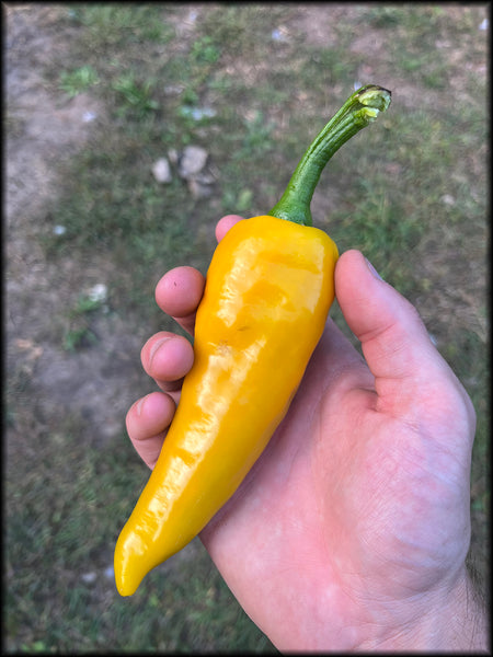 Jimminnihogg Gold, F3, 20+ Seeds
