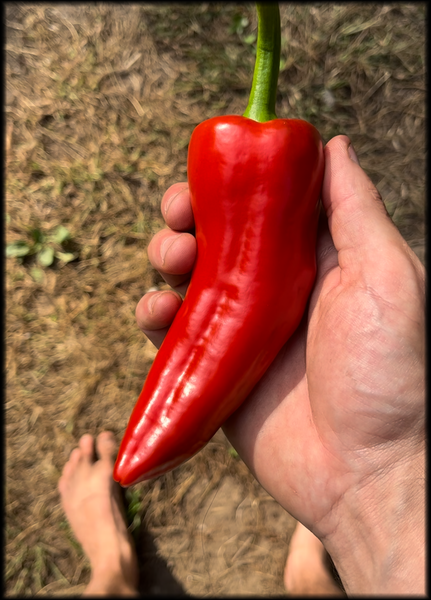 Jimminnihogg Red, F3, 20+ Seeds
