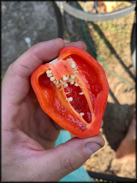 Santana's Pajamas, F2, 20+ Seeds