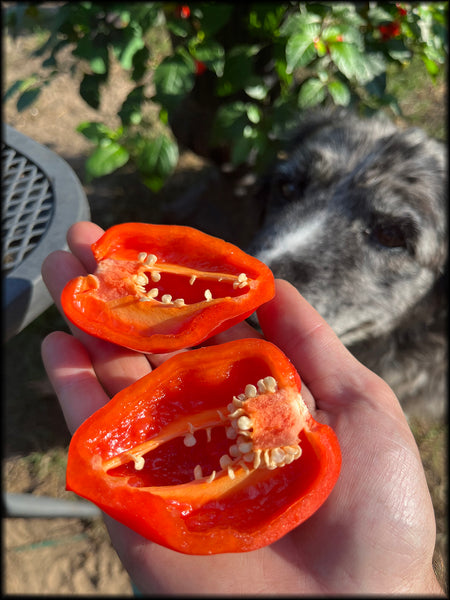 Santana's Pajamas, F2, 20+ Seeds