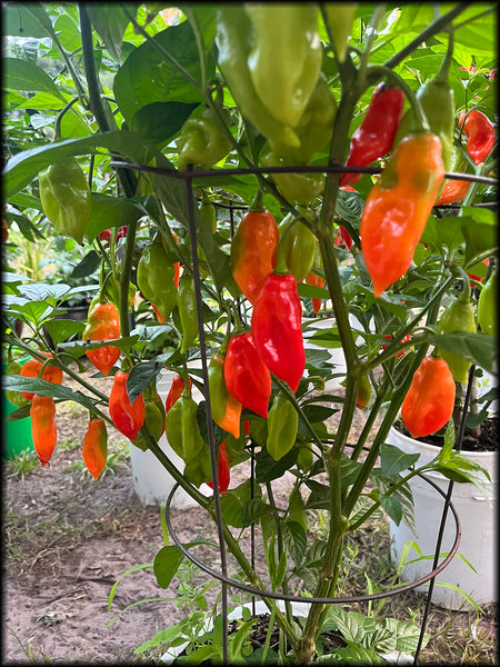 St. Thomas Seasoning Pepper, 20+ Seeds